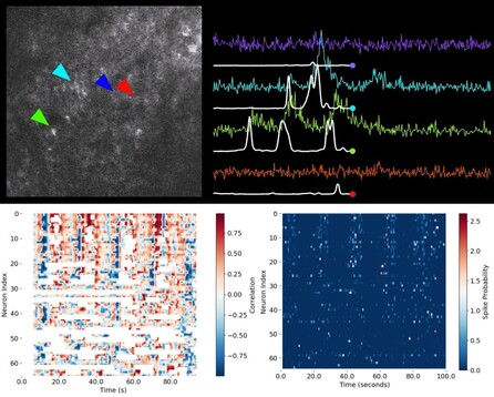**Figure: From calcium imaging to functional population analysis.** – **Upper left:** Example two-photon calcium imaging frame showing the neuropil and several identified neuronal somata (indicated by colored arrowheads: cyan, blue, red, and green). –  **Upper right:** Extracted calcium fluorescence traces ($\Delta F/F$) for the neurons marked in the image, with their corresponding **inferred spike probabilities** (white lines) overlaid. Each color corresponds to a cell indicated by the matching arrowhead. This panel illustrates how raw imaging data is converted to fluorescence traces, and how computational methods extract spike timing information from noisy signals. – **Lower right:** Matrix of **spike probability estimates** for all recorded neurons over time. Each row corresponds to a neuron, and each column to a time point, visualizing the temporal evolution of activity across the neuronal population (network activity). –  **Lower left:** Correlation matrix showing, for each neuron and time point, the **correlation between single-neuron activity and the population (network) response**. Red denotes positive correlation, blue denotes negative correlation, and white indicates uncorrelated activity or missing data. Together, these panels illustrate the workflow from raw calcium imaging, through spike inference, to the visualization and functional analysis of neural population dynamics. Source of upper panel images: CASCADE GitHub repository (license: MIT License)