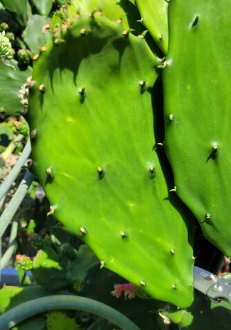 Big green new cactus pad. A pocket knife is seen slicing through the base.