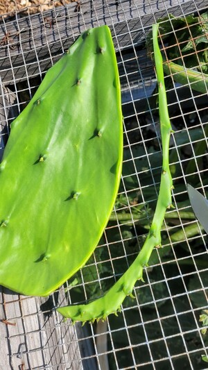 Cactus showing one edge removed. Sitting on a mesh garden cover.