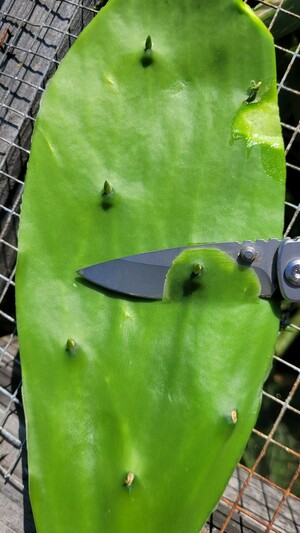 Cactus pad with a pocket knife shaving off stubs of spines