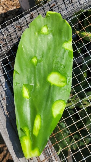 Cactus pad with no spines