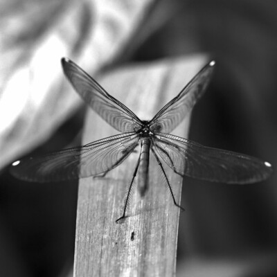 Square format, black and white: a female Banded demoiselle (Calopteryx splendens) on a blade of grass, back towards the camera, the wings spread like an X, the small white spots on the edges of the wings are already blurry, while the center on the back is focused.