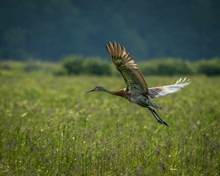 A photograph of Sandhill Crane flying over bog grasses.