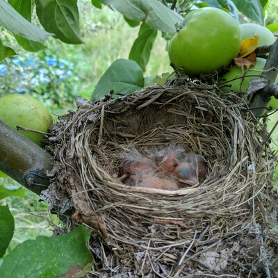 An American Robin's nest in an apple tree. There are 3 or 4 baby birds that are nearly featherless in the nest. There are 3 green colored apples on two sides of the nest. Previously I had mentioned a lack of mud in the nest which is unusual but I think I can see a bit of mud visible on the inside of the nest now.