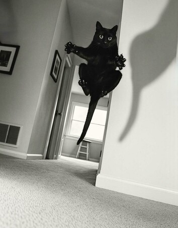 attaque d’un chat volant