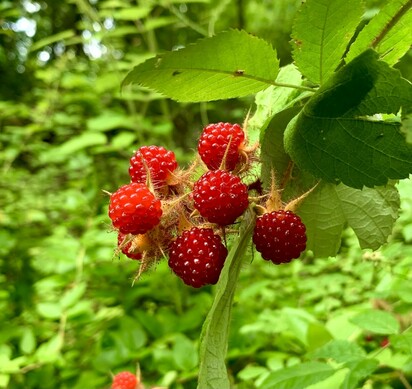 A clusters of red ripen wineberry fruits with the bright green foliage in the background.
