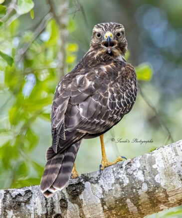 "A red-shouldered hawk (Buteo lineatus) grips a rugged tree branch with talons that look as if they could carve the wind. The bird faces the viewer directly, eyes sharp and piercing—glinting with the kind of intensity found only in apex predators. Its hooked beak is open, mid-call or mid-breath, lending a sense of immediacy and voice to this still moment.

The plumage is a rich mosaic of warm browns and pale creams, dappled and streaked like forest sunlight broken through leaves. Reddish hues accent the shoulders, lending this raptor its name, while dark bands paint its tail in crisp, horizontal strokes. The feathers ripple with texture—layered and fine—like armor crafted by nature’s most meticulous artisan.

The backdrop fades into soft greens and blurred foliage, allowing the hawk to dominate the scene with silent authority. It’s a portrait of wild elegance—poised, primal, and utterly commanding." - Copilot
