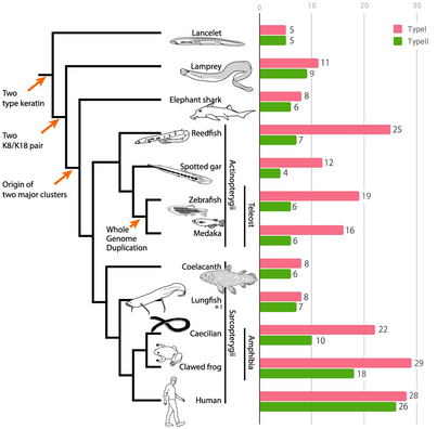 The number of keratin genes among vertebrates and lancelets. The number of intact keratin genes was compared among Cephalochordata (lancelets), Cyclostomata (lampreys), Chondrichthyes (Elephant sharks), Actinopterygii, and Sarcopterygii (including Amphibia). Type I keratin: pink bar; type II keratin: green bar. Arrows in the phylogenetic tree indicate the timing of the evolutionary events. *1: The number of keratin genes of lungfish estimated using data obtained from RNA-seq analysis. (For interpretation of the references to colour in this figure legend, the reader is referred to the web version of this article.)