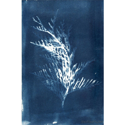 As described this is a little 6” x 9” cyanotype of a cedar branch from my garden. The white silhouette appears against the dark blue background.