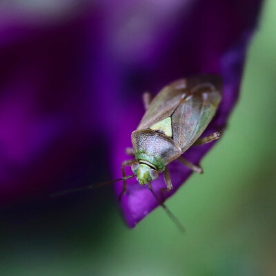 A Lygus rugulipennis bug sitting on a purple flower petal. The bug itself is green and brown with a yellow scutellum.