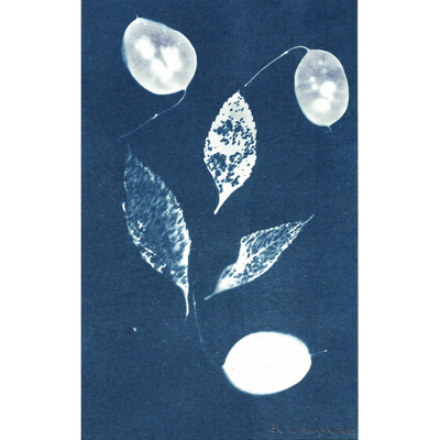 As described this is a hand made cyanotype on watercolour paper 5” x 8” with an image of various skeletonized leaves and some seed pods from a dollar plant silhouetted in white against the dark blue background