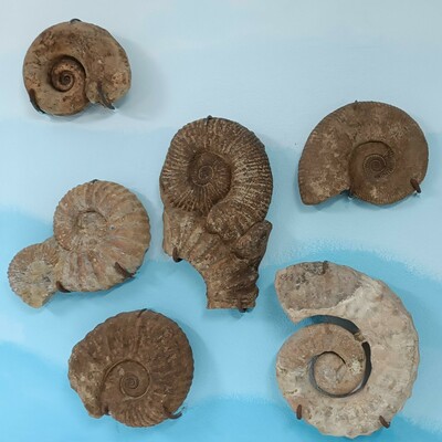 Varios ejemplares de ammonites fósiles colgados de una pared azul celeste. Muestran la típica caracola estriada de este grupo. En uno de ellos las vueltas de la caracola están separadas entre sí.