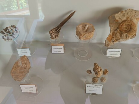 Varios fósiles de la colección del Geoparque de Molina. Aparecen restos de crionideos (fragmentos con sección en estrella de 5 puntas), un belemnites de buen tamaño, bivalvos, gasterópodos y cefalópodos.