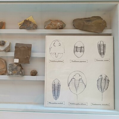 En primer plano dibujos de distintas especies de trilobites, como Neseretus tristani y otros.