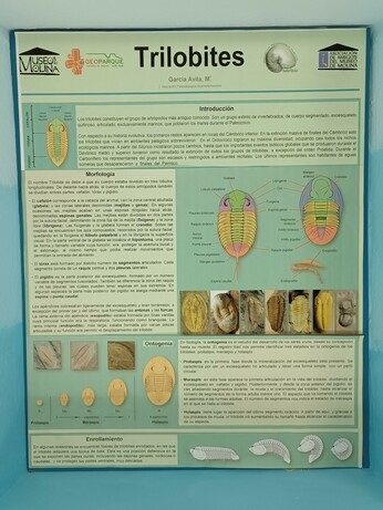 Cartel informativo sobre trilobites, firmado por M. García Ávila de la Asociación Paleontológica Alcarreña Nautilus.