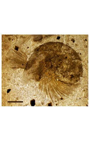 Pelagiella exigua