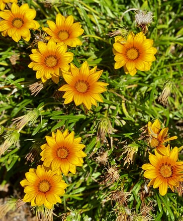 Yellow flowers