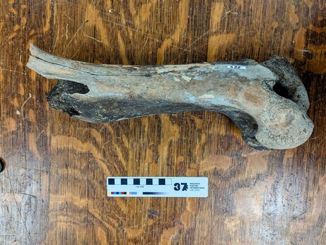 Left horse femur.