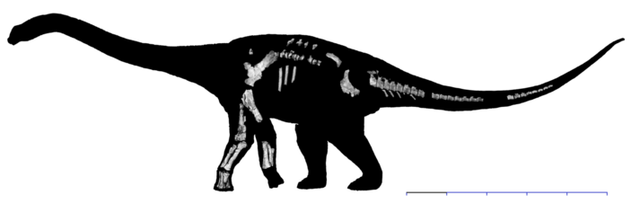 Wintonotitan wattsi gen. et sp. nov. (QMF 7292) (Silhouette with sketched in bone parts of the material currently known at publishing date; scale bar: size unknown — not mentioned in original source)
