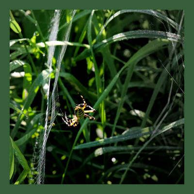 Macro photo of a female wasp spider falling out of her web