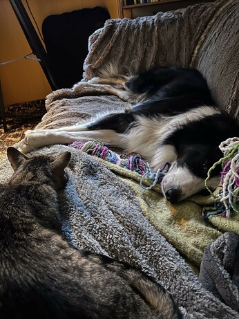 A collie stretches out on the sofa while the tabby occupies the other end hoping the dug will move