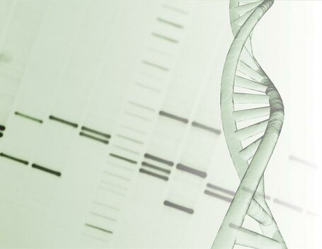 New discovery uncovers hidden drivers of DNA transcription errors