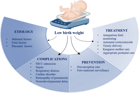 Prediction of birthweight with early and mid-pregnancy antenatal markers utilising machine learning and explainable artificial intelligence