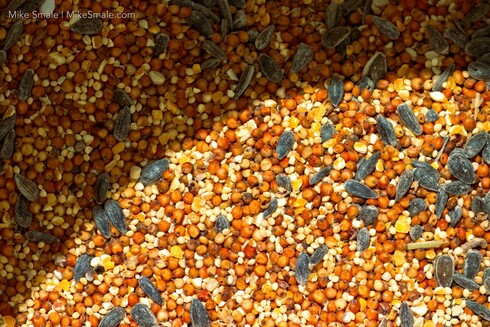 A mix of seeds features various shades of orange, yellow, and black, with some seeds appearing larger and striped. The composition captures the diversity and richness typical of bird feed.