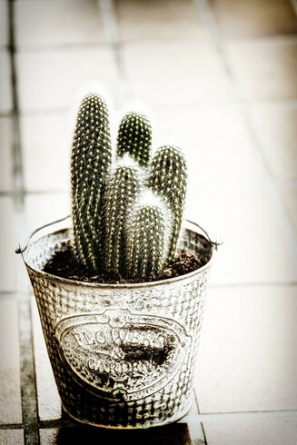 A small cluster of Ladyfinger Cactus is placed in a textured metal pot, labeled "Flowers & Garden," resting on a tile floor. The overall tone of the photograph is warm and slightly desaturated, giving it a vintage feel.