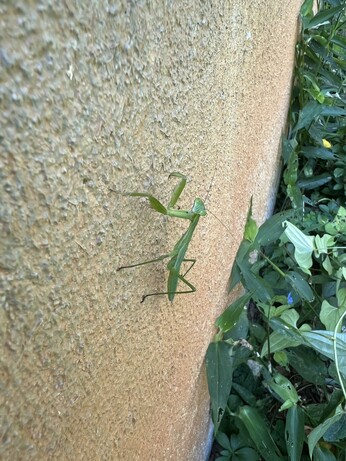 Close up color photo of a green preying mantis insect on a textured concrete wall, facing camera