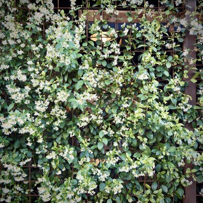 A metal cage covered in vines filling the frame mostly hides an outdoor seating area just beyond it.
