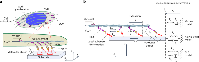 Elastic properties of force-transmitting linkages determine multistable mechanosensitive behaviour of cell adhesion