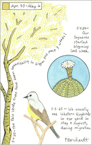My 2025 Perpetual Journal watercolor and pen art of a Western Kingbird; my 2024 Perpetual Journal watercolor and pen art of a Saguaro in bloom; & my 2023 Perpetual Journal watercolor and pen art of a Palo Verde in bloom, all in Tucson, AZ.
