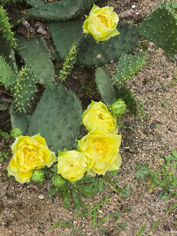 Prickly pear cactus with large yellow flowers.