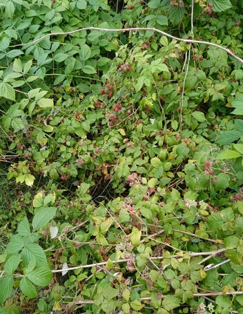 A mass of wild raspberry plants, bent over with the weight of all the fruit.