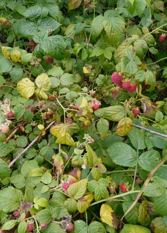 Closer to the plant so the large amount of perfectly ripe red berries can be seen.
