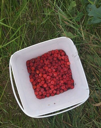 A white square bucket viewed from above, a third full of red raspberries. The bucket sits on green flattened grass.