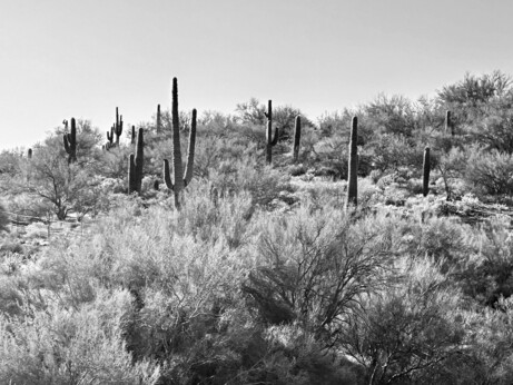 A black and white photo of a desert landscape featuring several tall Saguaro cacti and sparse  vegetation against a clear sky.