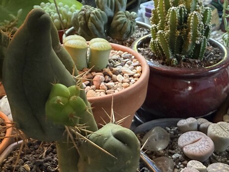 A small group of small cacti and succulents, in different colored and glazed small round pots. Some pots have colorful gravel, some darker.