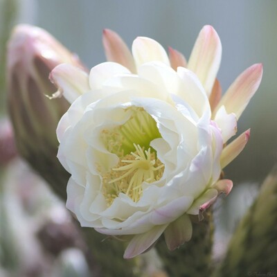 A close up of a blooming cactus flower, other large buds to either side.  The petals are large, mostly white with pastel pinkish tinges.  The centre is green with many yellow pollen covered stamens surrounding a yellow multi-armed stigma.  Blurry background.