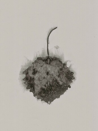Scan of an inky monochrome print of an aspen leaf on an off-white paper stock. The ink on the print is slightly watery and smudged, as if the leaf is dissolving away.