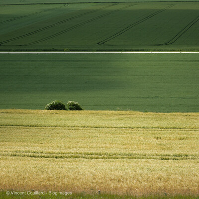 Sur le dessus des falaises du Cap-Blanc-Nez, les cultures forment un patchwork vert et jaune qui donne au paysage une allure de peinture.