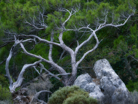 Photograph with tangled pine trees over rocks