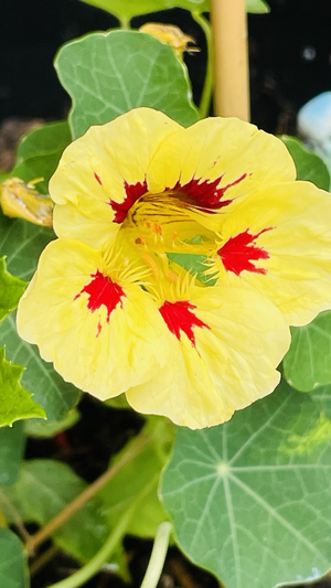 Blüte einer Riesen-Kapuzinerkresse. Schmeckt auch sehr lecker.