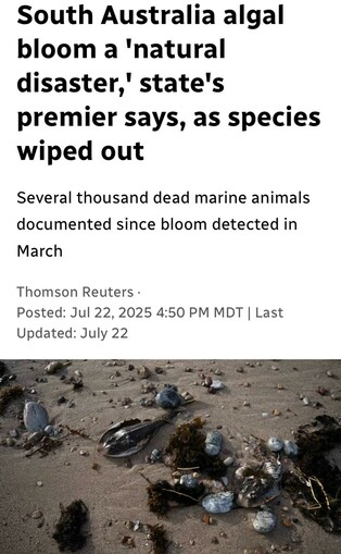 South Australia algal
bloom a 'natural
disaster,’ state's
premier says, as species
wiped out
Several thousand dead marine animals
documented since bloom detected in
March
Thomson Reuters -
Posted: Jul 22, 2025
