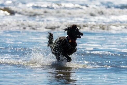 A poodle joyfully splashes through the shallow waves, creating an energetic scene against the backdrop of a sunlit ocean. The dog's wet fur glistens as it runs, exuding an aura of freedom and happiness. Photography by Debra Martz
