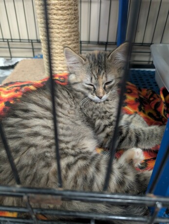 A long hair grey & black tabby kitten napping in a cage. So cute!