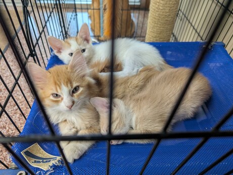 Three orange & white kittens cuddling & napping in a cage - two of them are looking at the camera 'cause the sound of taking pictures woke them up. One is sleeping soundly.
