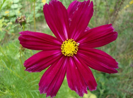 Cosmos, fleur