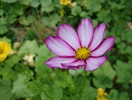 Cosmos, fleur